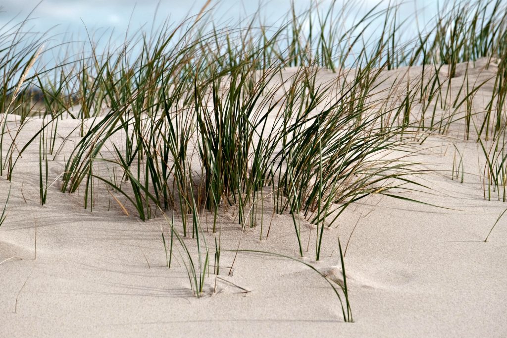 L’ammophile à ligule courte, une plante de rivage dont les racines profondes solidifient les dunes, répare naturellement la cicatrice. (© Simon Diotte / Unpointcinq)
