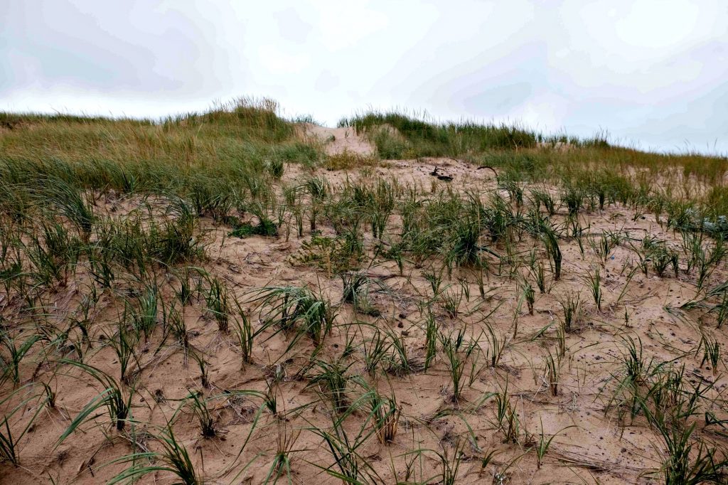 La végétation qui s'enracine aide à protéger les dunes. (© Simon Diotte / Unpointcinq)