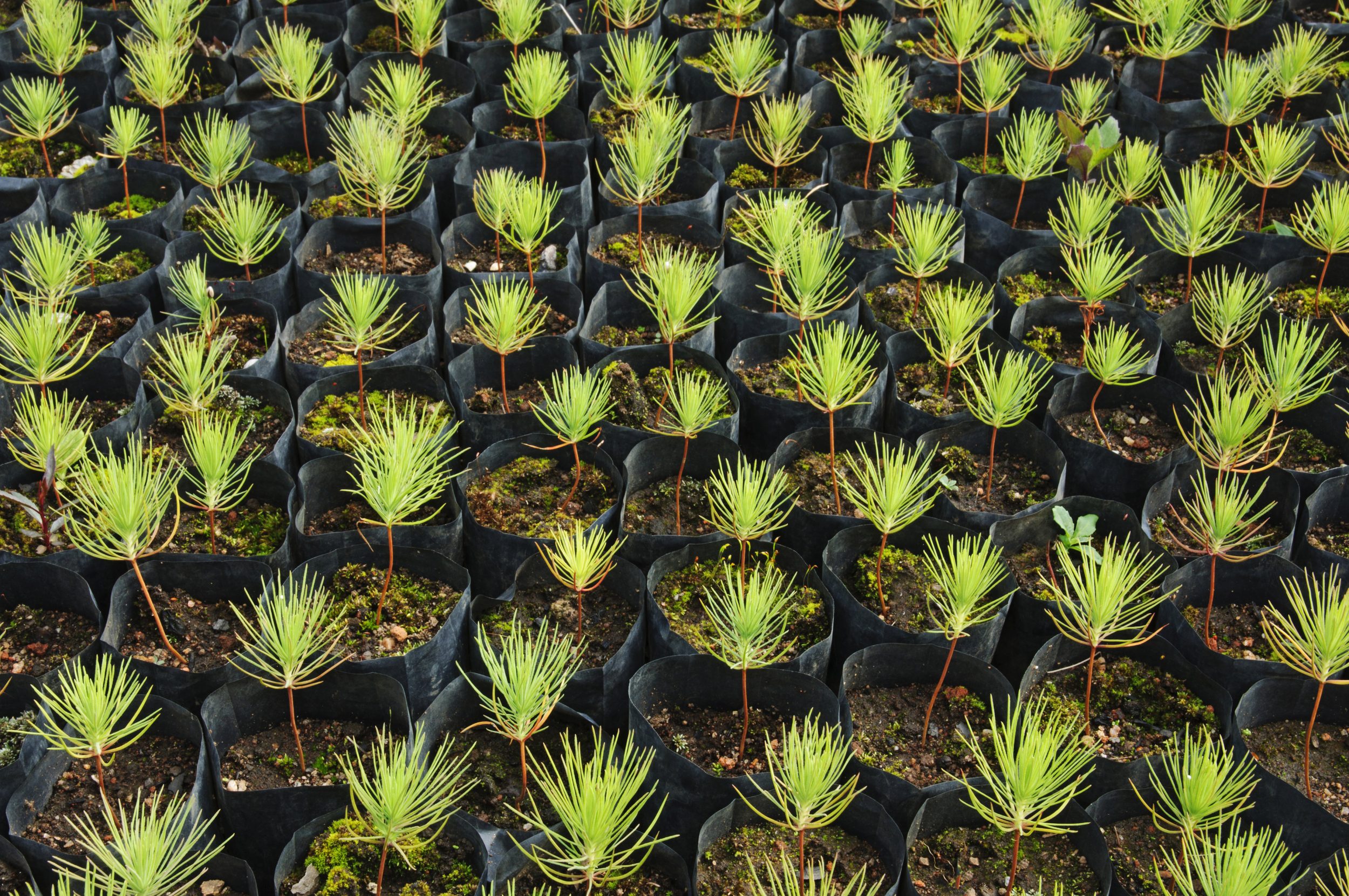 Reboisement en Abitibi : pins prêts à planter