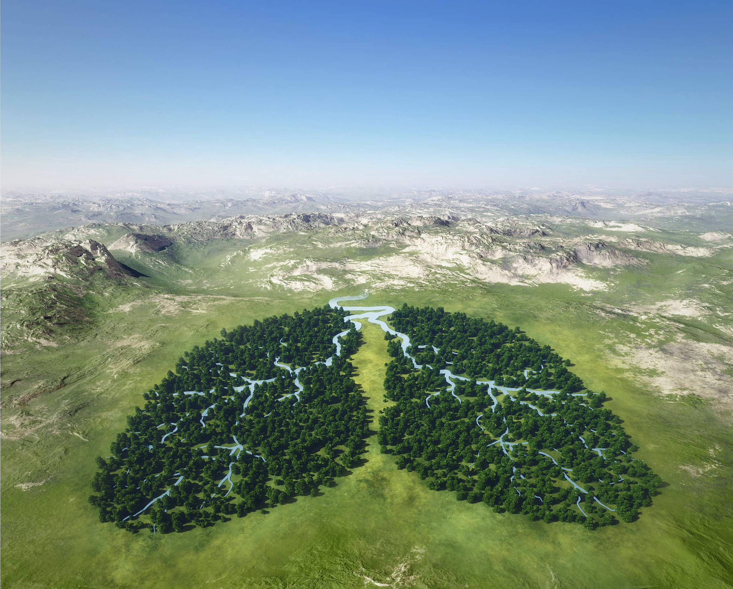Photo d'une forêt en forme de poumon illustrant le processus de captation du carbone par les arbres