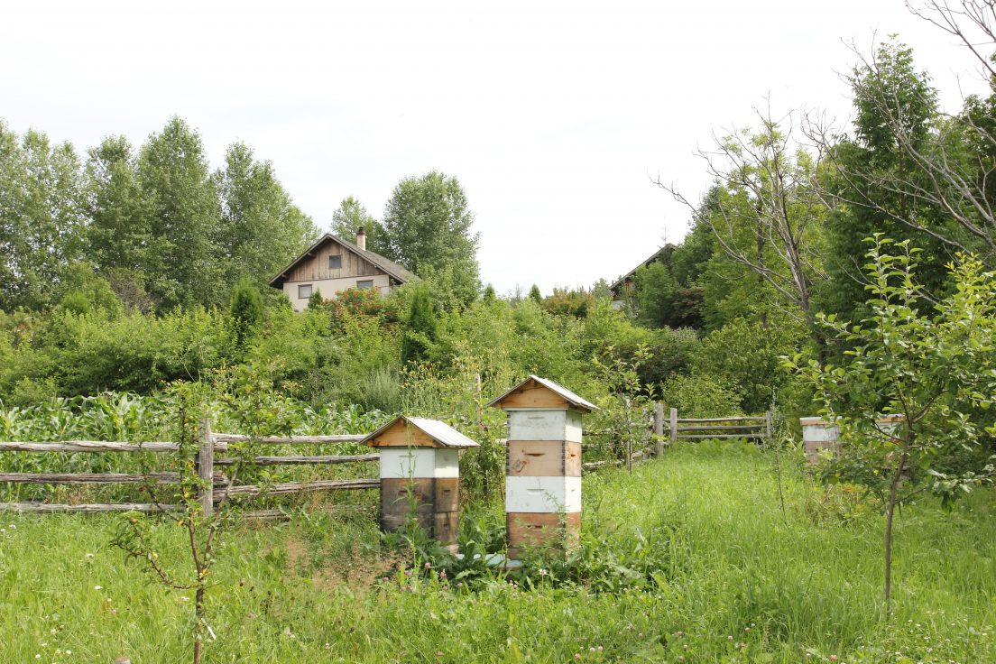 Ecohameau de la baie au Saguenay - ruches