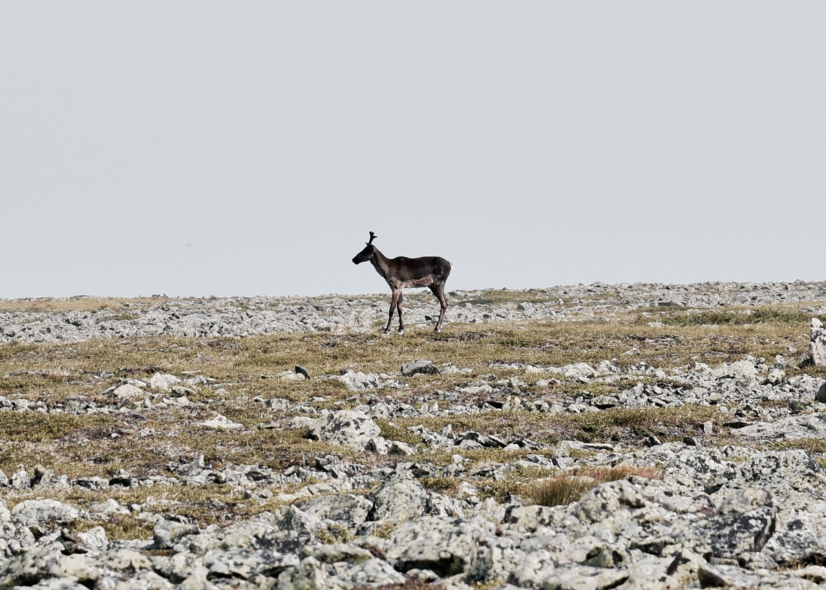 caribou sur un sol rocheux