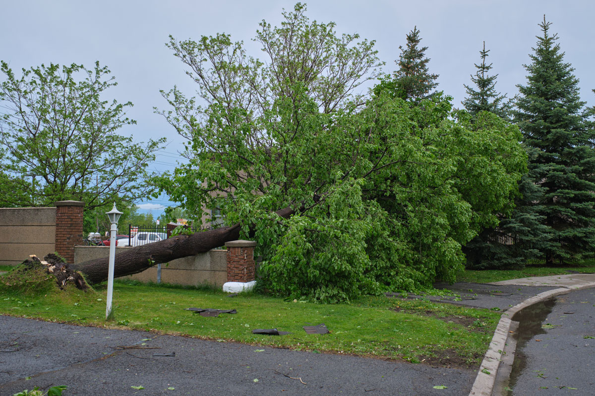 arbre tombé lors d'une tempête en Outaouais