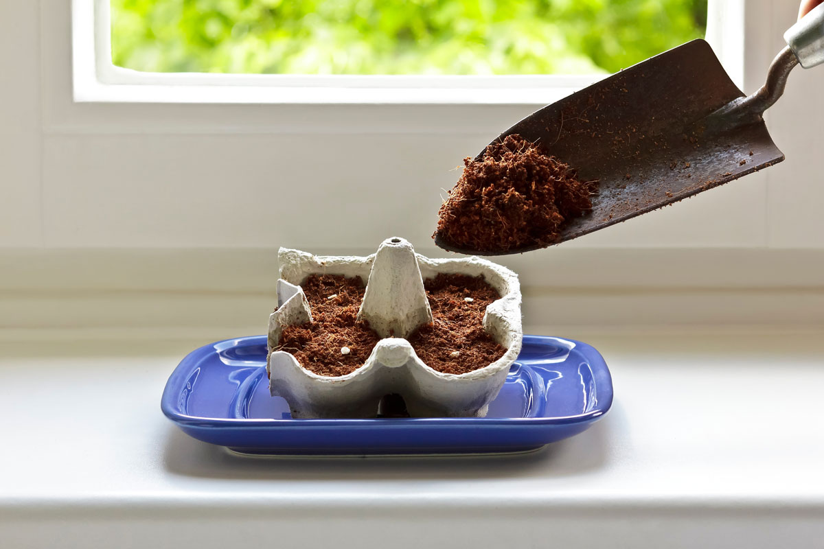 Vous pouvez également utiliser des contenants d'oeufs pour vos semis. ©Shutterstock/Agenturfotografin