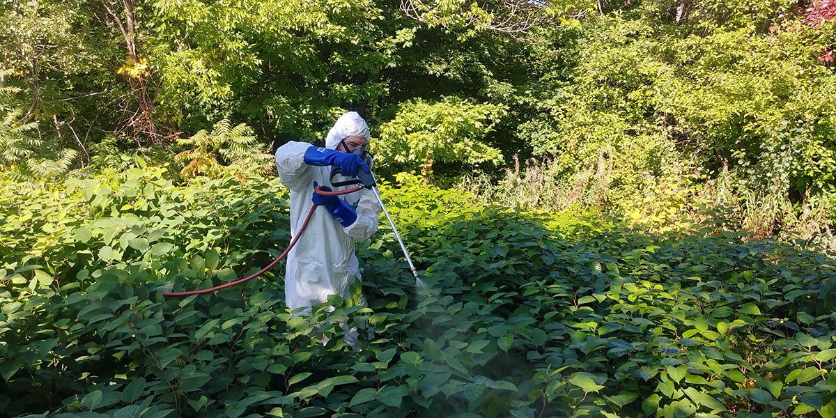 Emploi d’herbicide sur une colonie de renouée invasive