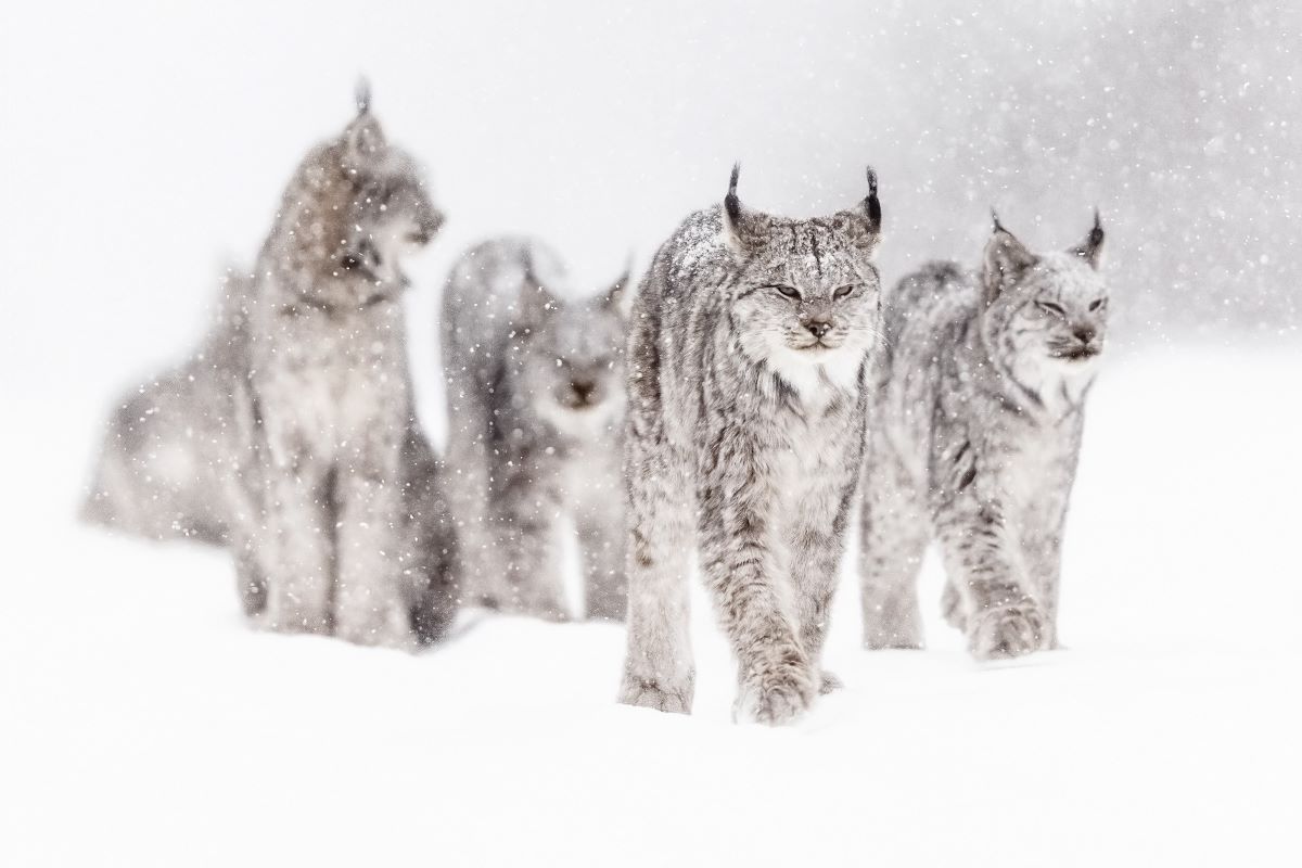Lynx dans la neige