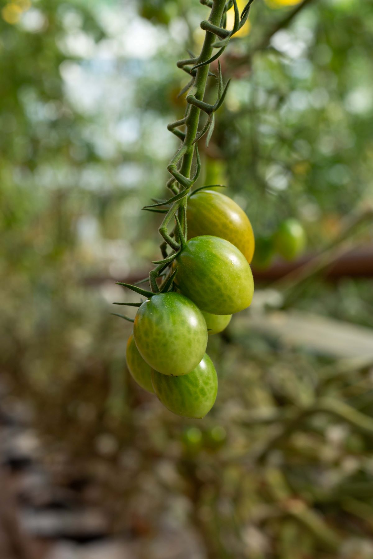 La régulation de l’humidité dans la serre favorise la bonne santé des cultures - ici, une grappe de tomates cerises.
