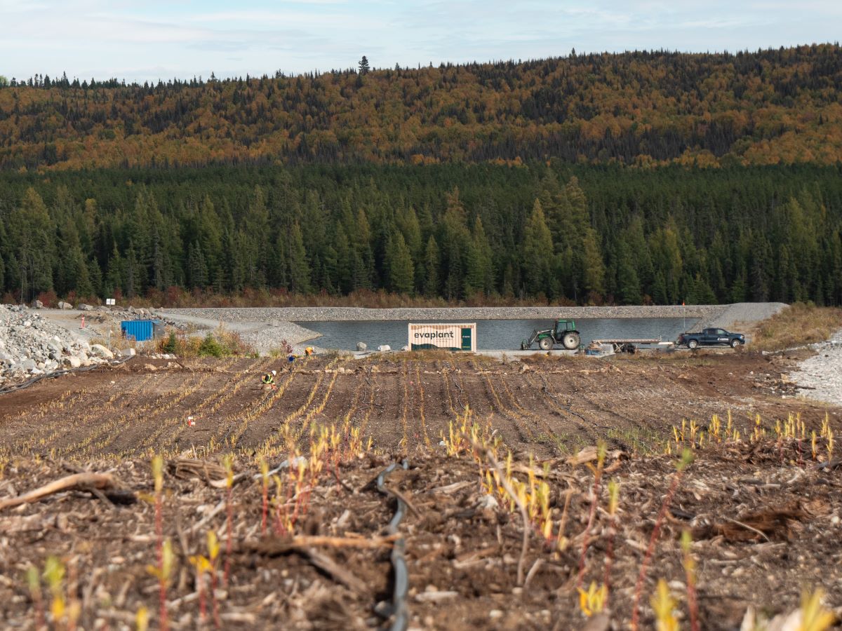 Travaux de plantation de saules sur le site du producteur de lithium québécois Sayona. ©Courtoisie RAMO